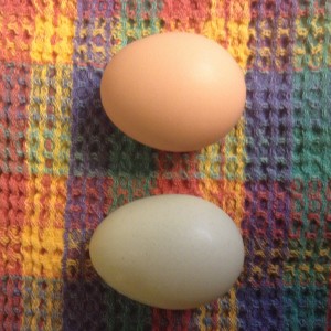 Fresh Pastured Eggs, Benefits, Organic Eggs
